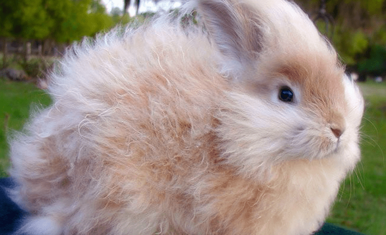 Care for Your Angora Rabbit