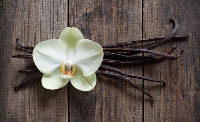 All You Need to Know About Vanilla Beans and Their Production