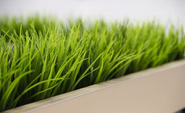 The Health Benefits Of Wheatgrass And How To Easily Make It