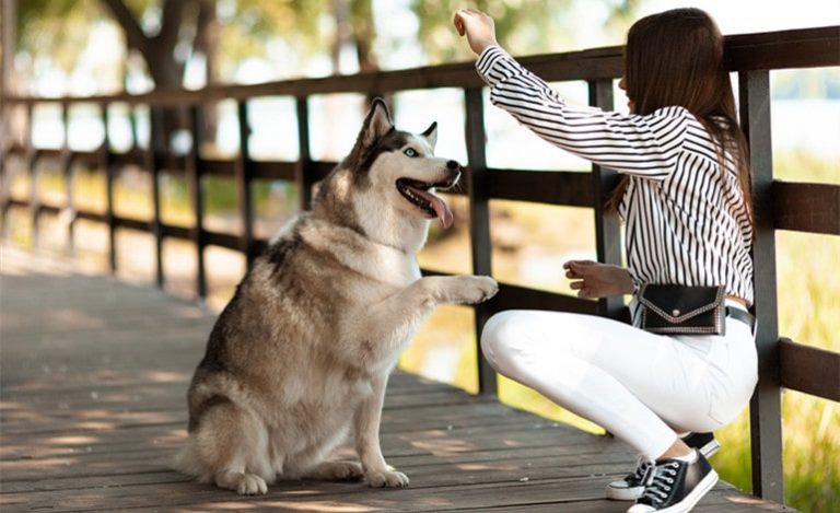 How To Train Your Dog? 5 Ways That Work