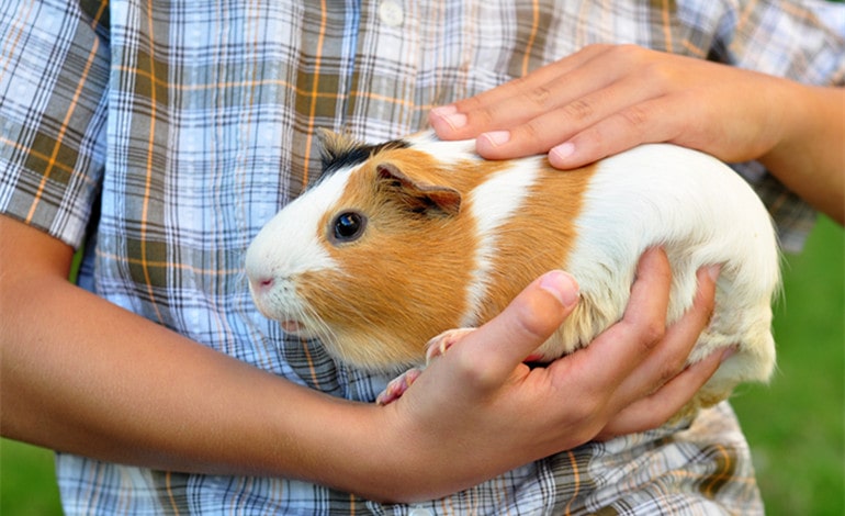 Items You Will Need When You Own A Guinea Pig