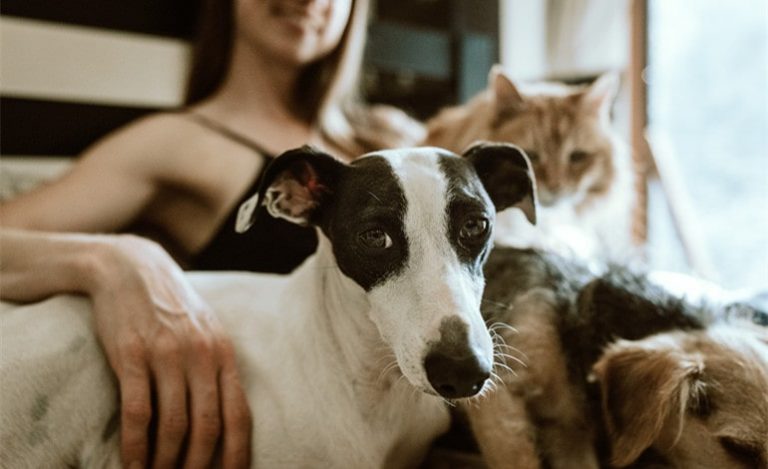 Insuring Your Pet? Here Are Some Reasons Why It Is A Good Idea