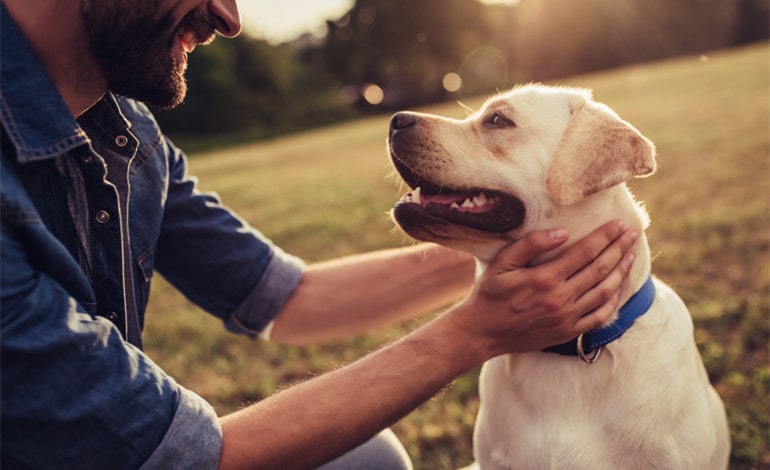 The Do’s and Don’ts of Taking Care of Your Dog