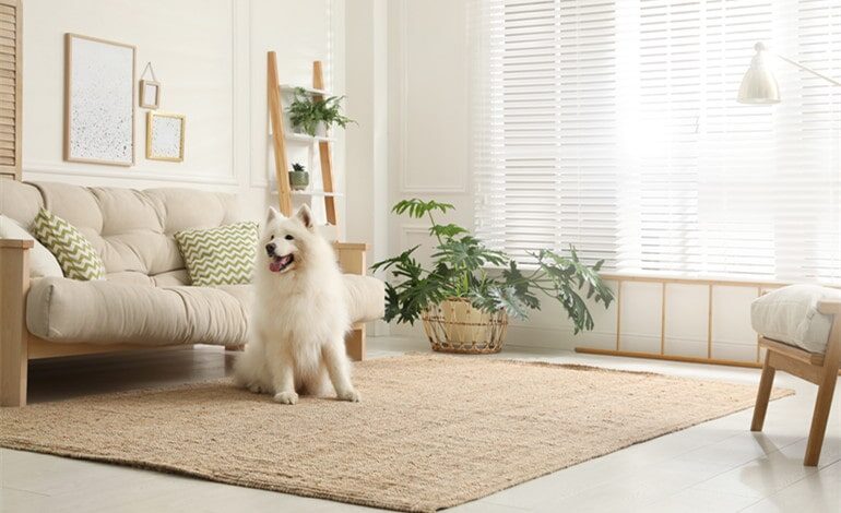 How To Pick A Pet-Friendly Rug For Your Home